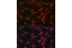 Immunofluorescence analysis of NIH/3T3 cells using MLKL Rabbit pAb (ABIN7268669) at dilution of 1:100 (40x lens). (MLKL anticorps)