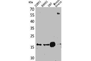 Western Blot analysis of 22RV-1 H460 U87 mouse brain cells using Apelin Polyclonal Antibody (Apelin anticorps  (C-Term))