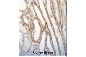 MYO3B Antibody (C-term) (ABIN656191 and ABIN2845517) immunohistochemistry analysis in formalin fixed and paraffin embedded human kidney tissue followed by peroxidase conjugation of the secondary antibody and DAB staining.