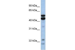 WB Suggested Anti-NFIL3 Antibody Titration: 0. (NFIL3 anticorps  (Middle Region))