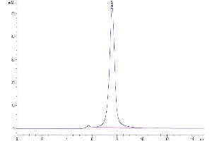The purity of Biotinylated Human CLEC12A/MICL/CLL-1 is greater than 95 % as determined by SEC-HPLC.