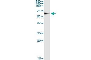 Immunoprecipitation of CPNE1 transfected lysate using anti-CPNE1 MaxPab rabbit polyclonal antibody and Protein A Magnetic Bead , and immunoblotted with CPNE1 purified MaxPab mouse polyclonal antibody (B01P) .