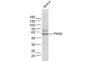 Molt-4 lysates probed with PKM2 Polyclonal Antibody, Unconjugated  at 1:300 dilution and 4˚C overnight incubation.