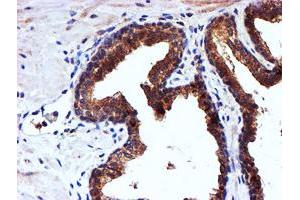Image no. 1 for anti-NADH Dehydrogenase (Ubiquinone) Complex I, Assembly Factor 7 (NDUFAF7) antibody (ABIN1499667) (NDUFAF7 anticorps)