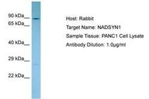 Image no. 1 for anti-NAD Synthetase 1 (NADSYN1) (C-Term) antibody (ABIN6750122) (NADSYN1 anticorps  (C-Term))