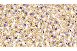 Detection of HRH4 in Mouse Liver Tissue using Polyclonal Antibody to Histamine Receptor H4 (HRH4) (HRH4 anticorps)