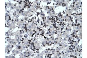 SMARCB1 antibody was used for immunohistochemistry at a concentration of 4-8 ug/ml to stain Liver cells (arrows) in Human Liver.