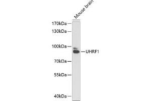Western blot analysis of extracts of mouse brain, using UHRF1 antibody (ABIN6130753, ABIN6149909, ABIN6149910 and ABIN6216275) at 1:1000 dilution. (UHRF1 anticorps  (AA 139-298))