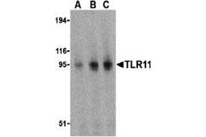 Western Blotting (WB) image for anti-Toll-Like Receptor 11 (Tlr11) (C-Term) antibody (ABIN1030742)
