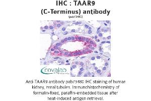 Image no. 1 for anti-Trace Amine Associated Receptor 9 (TAAR9) (C-Term) antibody (ABIN1739870) (TAAR9 anticorps  (C-Term))