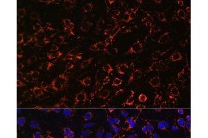 Immunofluorescence analysis of C6 cells using TOM20 Polyclonal Antibody at dilution of 1:100.