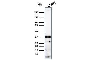 Western Blot Analysis of human heart tissue lysate using Histone H1 Mouse Recombinant Monoclonal Antibody (r1415-1).