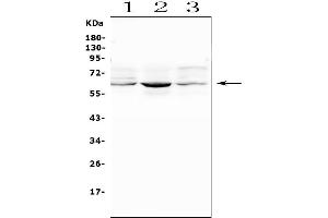 Western blot analysis of SMOX using anti-SMOX antibody (ABIN7601652). (SMOX anticorps  (AA 40-555))