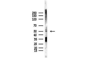 anti-Carboxypeptidase A5 (CPA5) (Internal Region) antibody