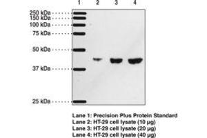 Image no. 1 for anti-Prostaglandin D2 Receptor (PTGDR) antibody (ABIN2451688) (PTGDR anticorps)