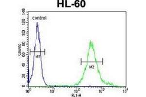 Flow cytometric analysis of HL-60 cells using METT11D1 Antibody (N-term) Cat. (METTL17 anticorps  (N-Term))