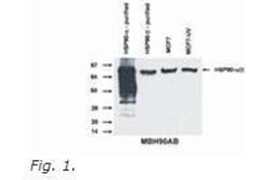 Western Blotting (WB) image for anti-Heat Shock Protein 90kDa alpha (Cytosolic), Class A Member 1 (HSP90AA1) (N-Term) antibody (ABIN614807) (HSP90AA1 anticorps  (N-Term))