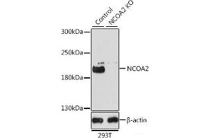 Western blot analysis of extracts from normal (control) and NCOA2 knockout (KO) 293T cells using NCOA2 Polyclonal Antibody at dilution of 1:1000. (NCOA2 anticorps)