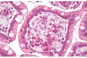 Anti-c-Met antibody IHC staining of human small intestine. (c-MET anticorps  (AA 1316-1365))