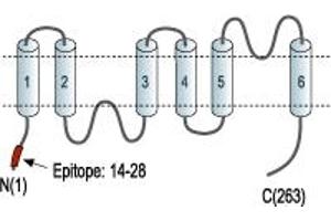 Representative domain view of the target of ABIN7884772.