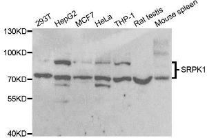 Western blot analysis of extracts of various cell lines, using SRPK1 antibody. (SRPK1 anticorps)