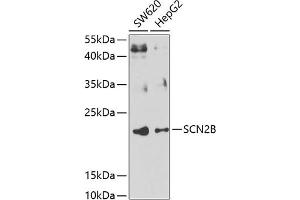 Western blot analysis of extracts of various cell lines, using SCN2B antibody (ABIN6130716, ABIN6147437, ABIN6147438 and ABIN6223657) at 1:1000 dilution.
