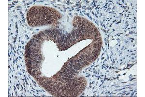 Image no. 9 for anti-Cytochrome P450, Family 2, Subfamily A, Polypeptide 6 (CYP2A6) antibody (ABIN1497724)