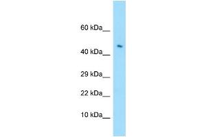 WB Suggested Anti-LILRA4 Antibody Titration: 1. (LILRA4 anticorps  (C-Term))