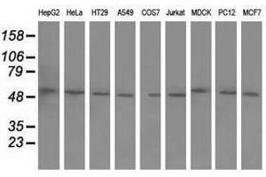 Image no. 2 for anti-Butyrophilin, Subfamily 1, Member A1 (BTN1A1) antibody (ABIN1496992)