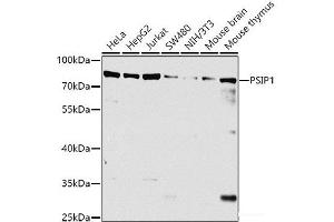 Western blot analysis of extracts of various cell lines using PSIP1 Polyclonal Antibody at dilution of 1:1000. (PSIP1 anticorps)