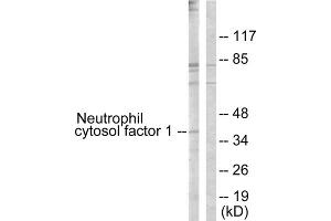 Western blot analysis of extracts from COS7 cells, treated with UV (15mins), using Neutrophil Cytosol Factor 1 (epitope around residue 304) antibody. (NCF1 anticorps  (Ser304))