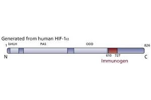 Image no. 3 for anti-Hypoxia Inducible Factor 1, alpha Subunit (Basic Helix-Loop-Helix Transcription Factor) (HIF1A) (AA 610-727) antibody (ABIN968275) (HIF1A anticorps  (AA 610-727))