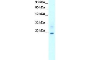 Human HepG2; WB Suggested Anti-CLDN9 Antibody Titration: 2. (Claudin 9 anticorps  (C-Term))