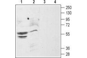 Western blot analysis of rat (lanes 1 and 3) and mouse (lanes 2 and 4) brain membranes: - 1,2.