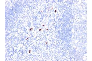 Formalin-fixed, paraffin-embedded human Tonsil stained with Myeloid Specific Monoclonal Antibody (BM-1). (Myeloid Cell Marker (Macrophage / Granulocyte Marker) anticorps)