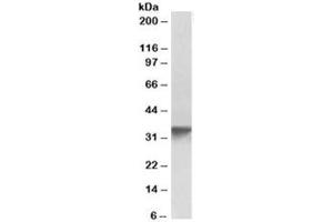 Western blot testing of human platelet lysate with GOLPH3 antibody at 0. (GOLPH3 anticorps)