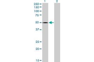 Western Blot analysis of SPOCK1 expression in transfected 293T cell line by SPOCK1 MaxPab polyclonal antibody.