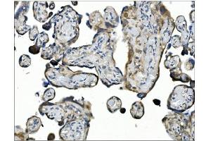 IHC analysis of ANGPT2 using anti-ANGPT2 antibody (ABIN7601450). (Angiopoietin 2 anticorps  (AA 357-404))