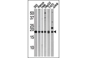 LC3C Antibody (APG8c) Cat.