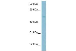 LBP antibody used at 1 ug/ml to detect target protein. (LBP anticorps  (Middle Region))