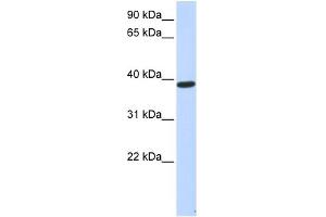 WB Suggested Anti-PPP1R7 Antibody Titration: 0. (PPP1R7 anticorps  (Middle Region))