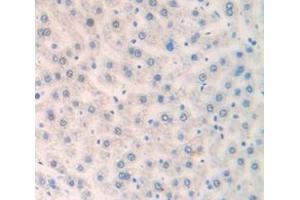 IHC-P analysis of Rat Tissue, with DAB staining. (FRS2 anticorps  (AA 268-453))