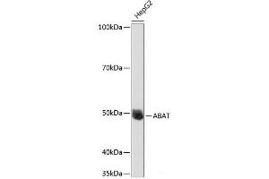 Western blot analysis of extracts of HepG2 cells using ABAT Polyclonal Antibody at dilution of 1:1000. (ABAT anticorps)