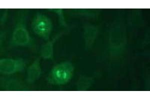 Immunofluorescence (IF) image for anti-Kinesin Family Member 11 (KIF11) (AA 1-1056), (N-Term) antibody (ABIN1449287) (KIF11 anticorps  (N-Term))