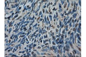Immunohistochemical staining of paraffin-embedded kidney using anti-AMY2A (ABIN2452539) mouse monoclonal antibody (AMY2A anticorps  (AA 300-511))