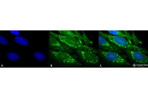 Immunocytochemistry/Immunofluorescence analysis using Rabbit Anti-Hsp60 Polyclonal Antibody (ABIN863185 and ABIN863186). (HSPD1 anticorps)