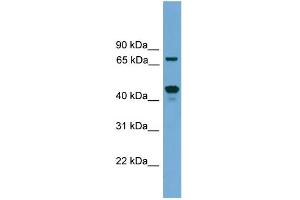 WB Suggested Anti-Zkscan17 Antibody Titration:  0. (ZNF496 anticorps  (Middle Region))