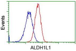 Image no. 3 for anti-Aldehyde Dehydrogenase 1 Family, Member L1 (ALDH1L1) antibody (ABIN1496583) (ALDH1L1 anticorps)