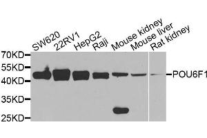 Western blot analysis of extracts of various cell lines, using POU6F1 antibody (ABIN5974401) at 1/1000 dilution. (POU6F1 anticorps)