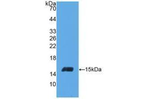 Western blot analysis of recombinant Human INHbC. (INHBC anticorps  (AA 236-352))